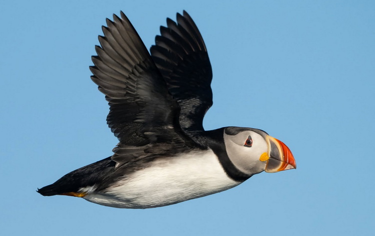 Atlantic Puffin at Noddy Island, NS